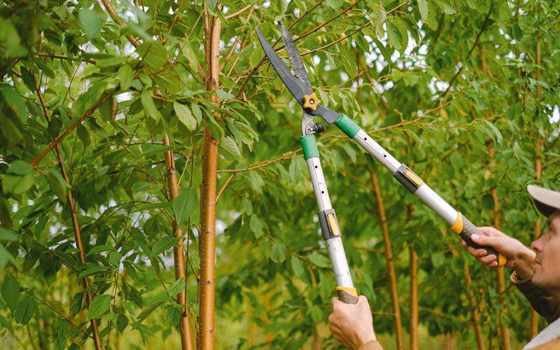 Tree trimming in Dawson, ND