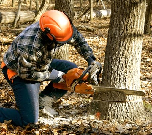 Tree Removal in Dawson, ND